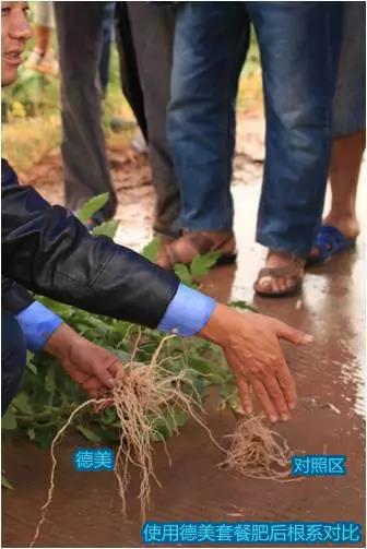 De-Mei Fertilizers set Demonstration Site in Yuanmou County, Yunnan Province(圖2)