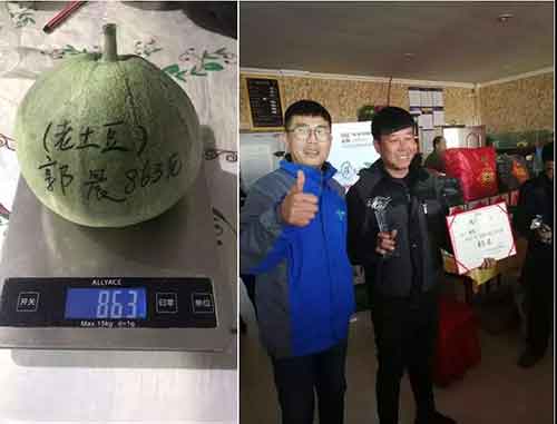 Congratulations on the perfect success of the first "Demei Melon King" Contest(圖4)